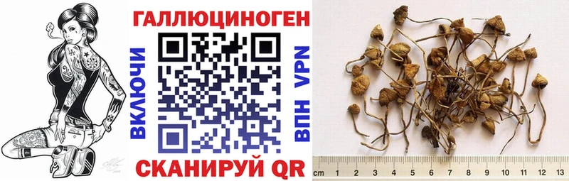 Галлюциногенные грибы Psilocybine cubensis  Унеча 